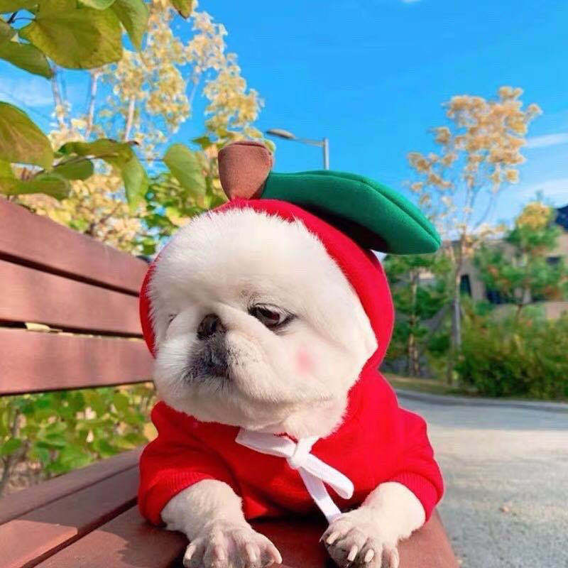 Cozy Fruit Hoodie for Dogs — Fleece Winter Sweater